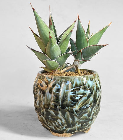 Pineapple planter