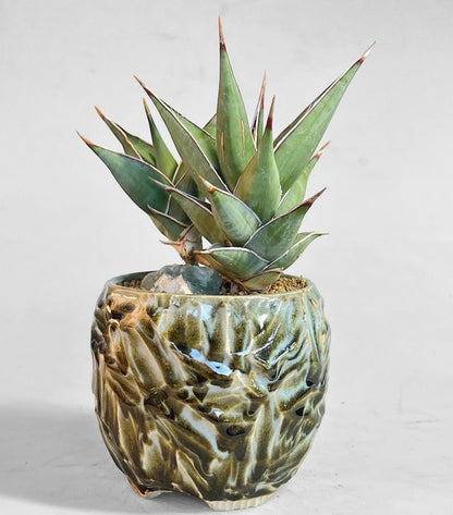 Pineapple planter